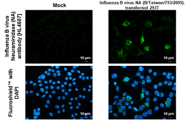 Anti-Influenza B virus Neuraminidase (NA) antibody [HL4607] used in Immunocytochemistry/ Immunofluorescence (ICC/IF). GTX644471
